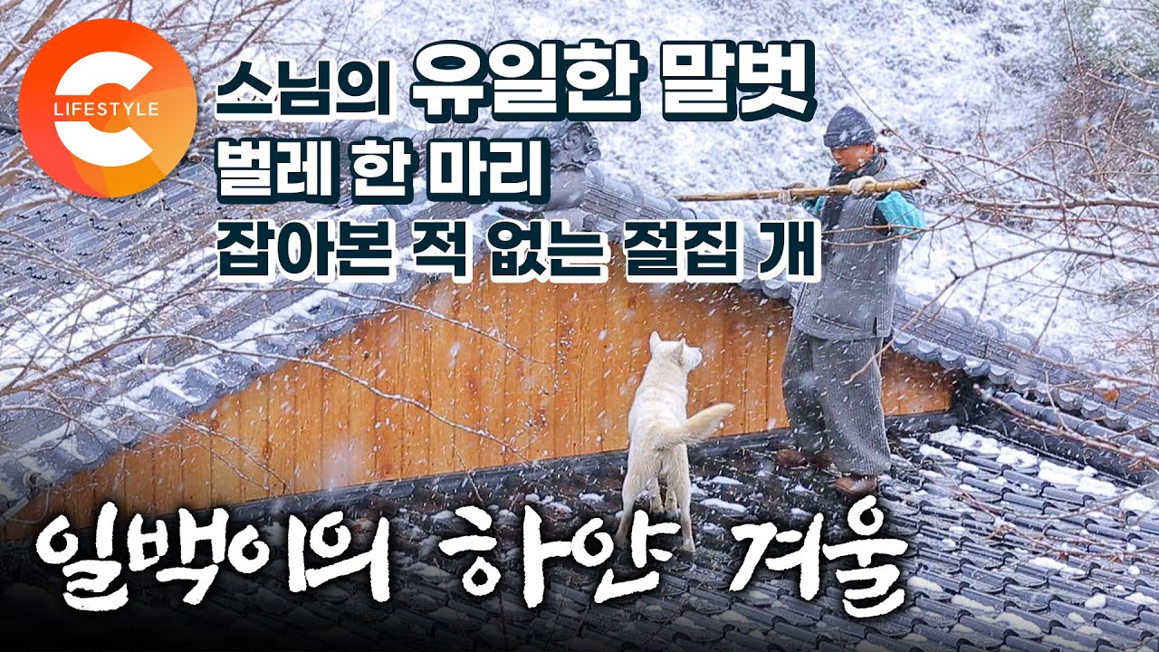 외딴 산자락 스님의 유일한 말벗은 다름아닌 개🦮 살생이라고는 모르는 백구, 3대 째 연동사를 지키는 '일백'이와 스님의 겨울 나기☃️ | 견보살 | #한국기행