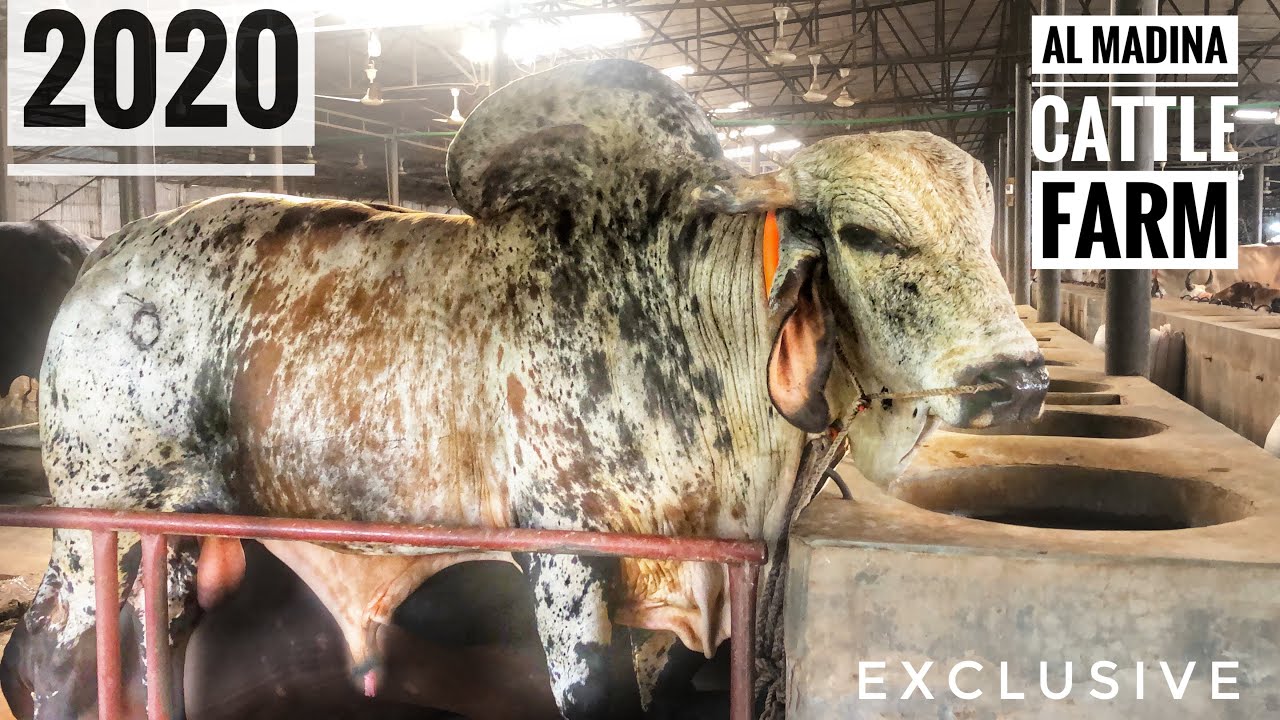 Al Madina Cattle Farm Exclusive 2020 Collection |Full HD| Dairy Sun/Bengal Farm| Home of Goru lovers