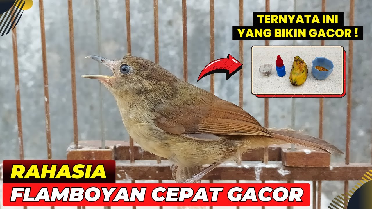 SIMPLE❗CARA BIKIN FLAMBOYAN CEPAT GACOR❗