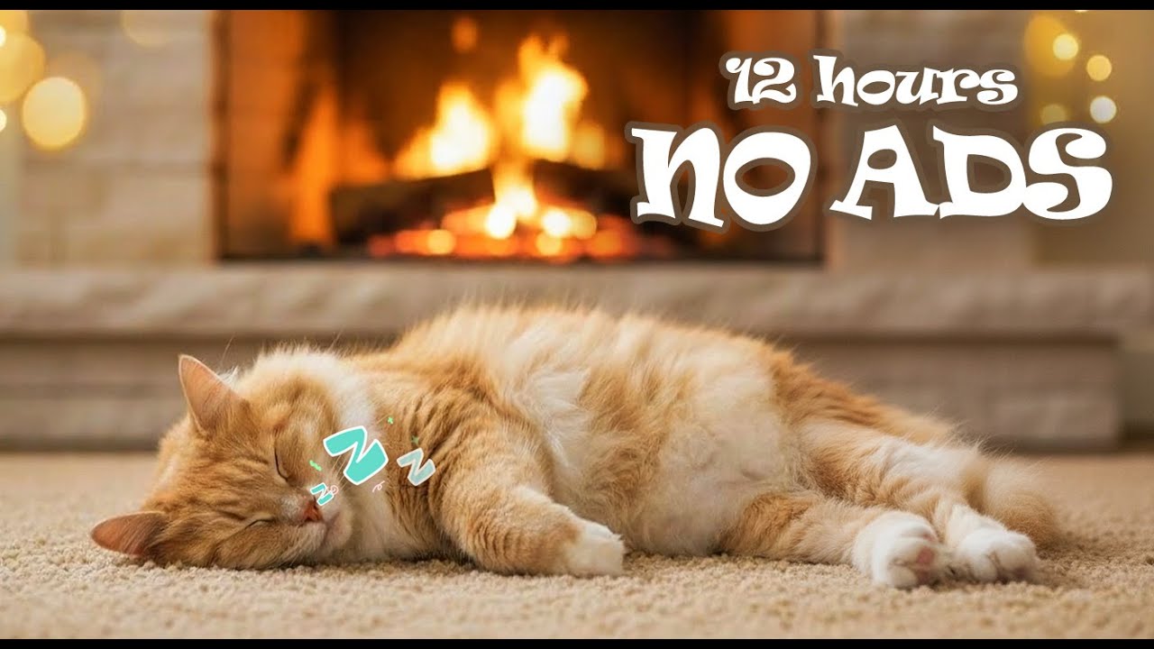 12 Hours UNINTERRUPTED Calming Music for Cat Home Alone 😺 Piano Therapy for Anxious Cats