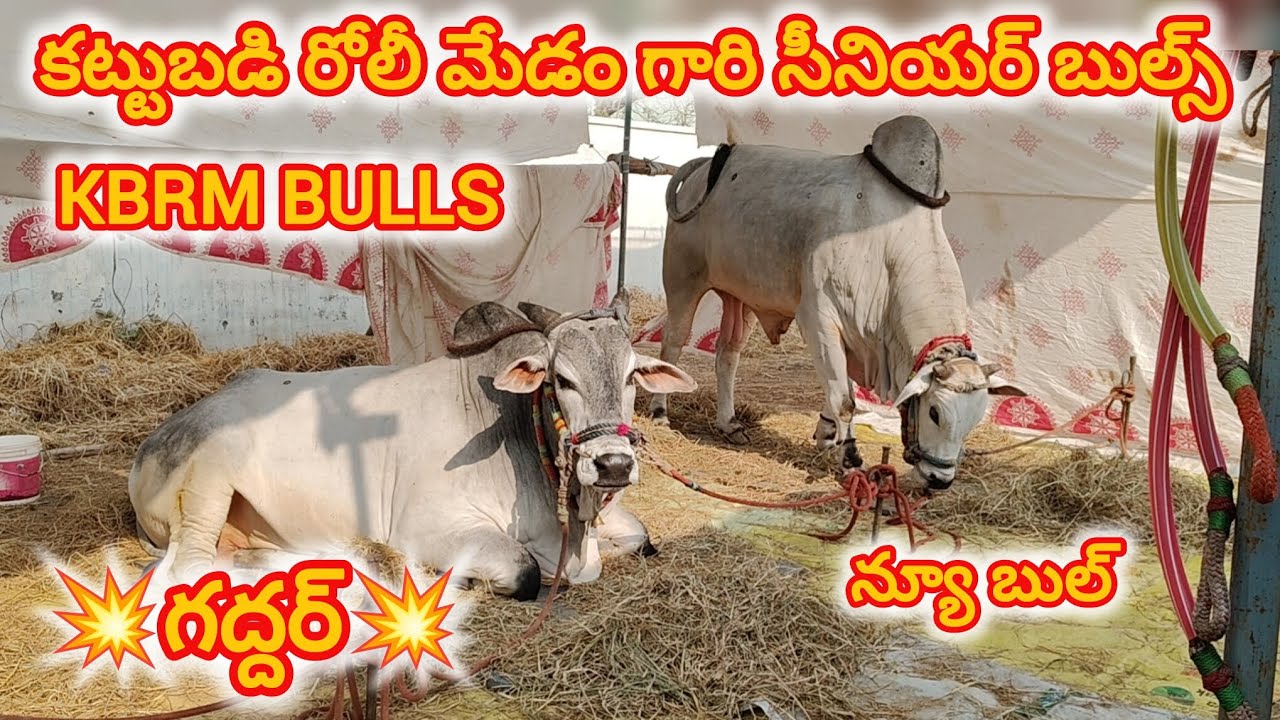 చిలకలూరిపేట టౌన్||సీనియర్స్ విభాగం వచ్చిన జత KBRM BULLS గద్దర్ (నంది) కట్టుబడి రోలీ మేడం గారు 💥💥