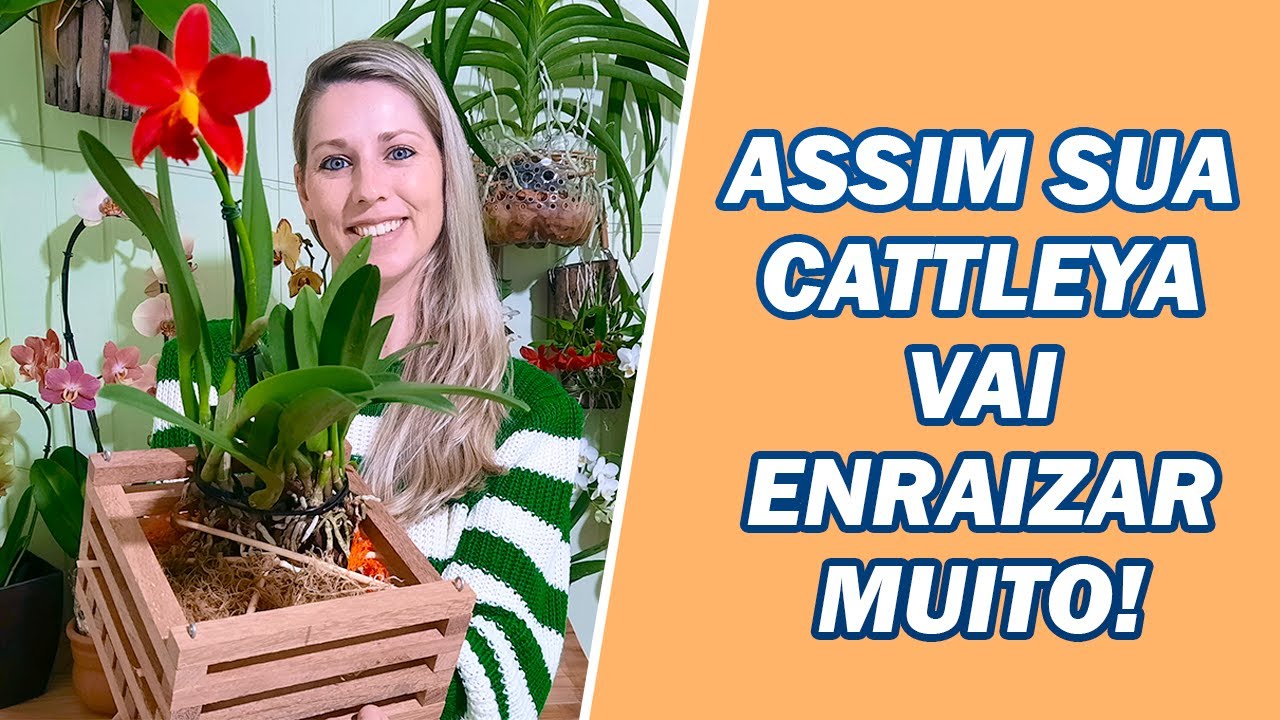 Plantar Orquídea Cattleya em Cachepô de Madeira – VEJA O PASSO A PASSO