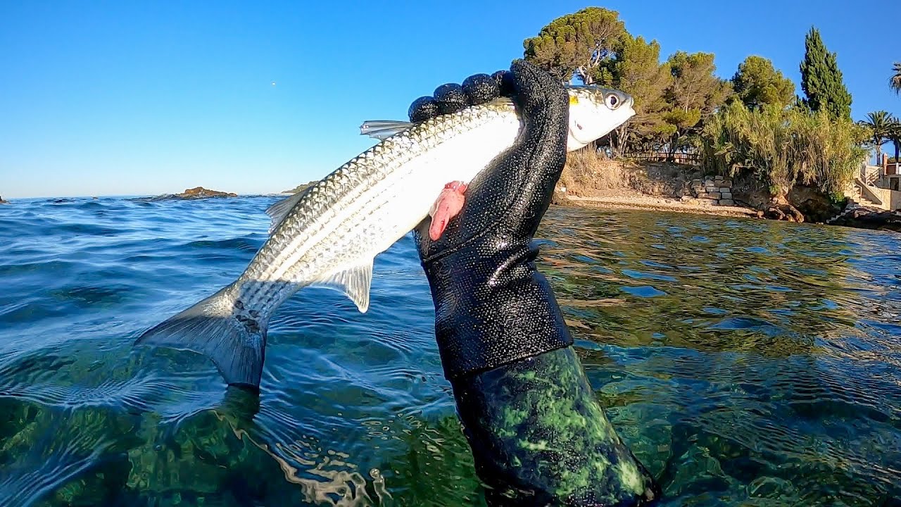 Chasse sous marine Méditerranée été 2020 - Lavandou&Carqueirannes