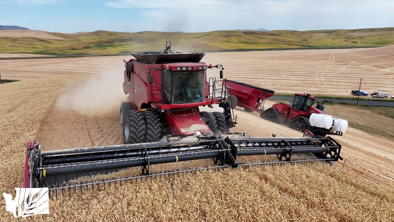 2025 Wheat Harvest in Eastern Washington (The Palouse)