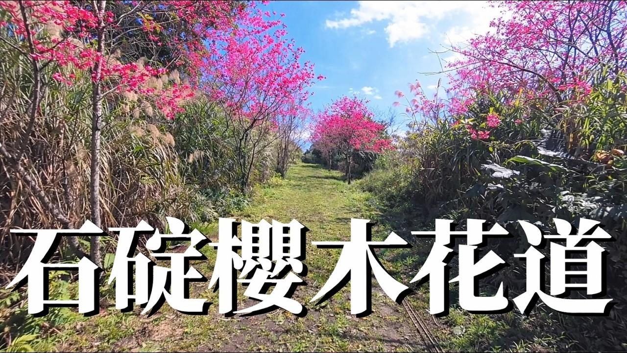石碇櫻木花道