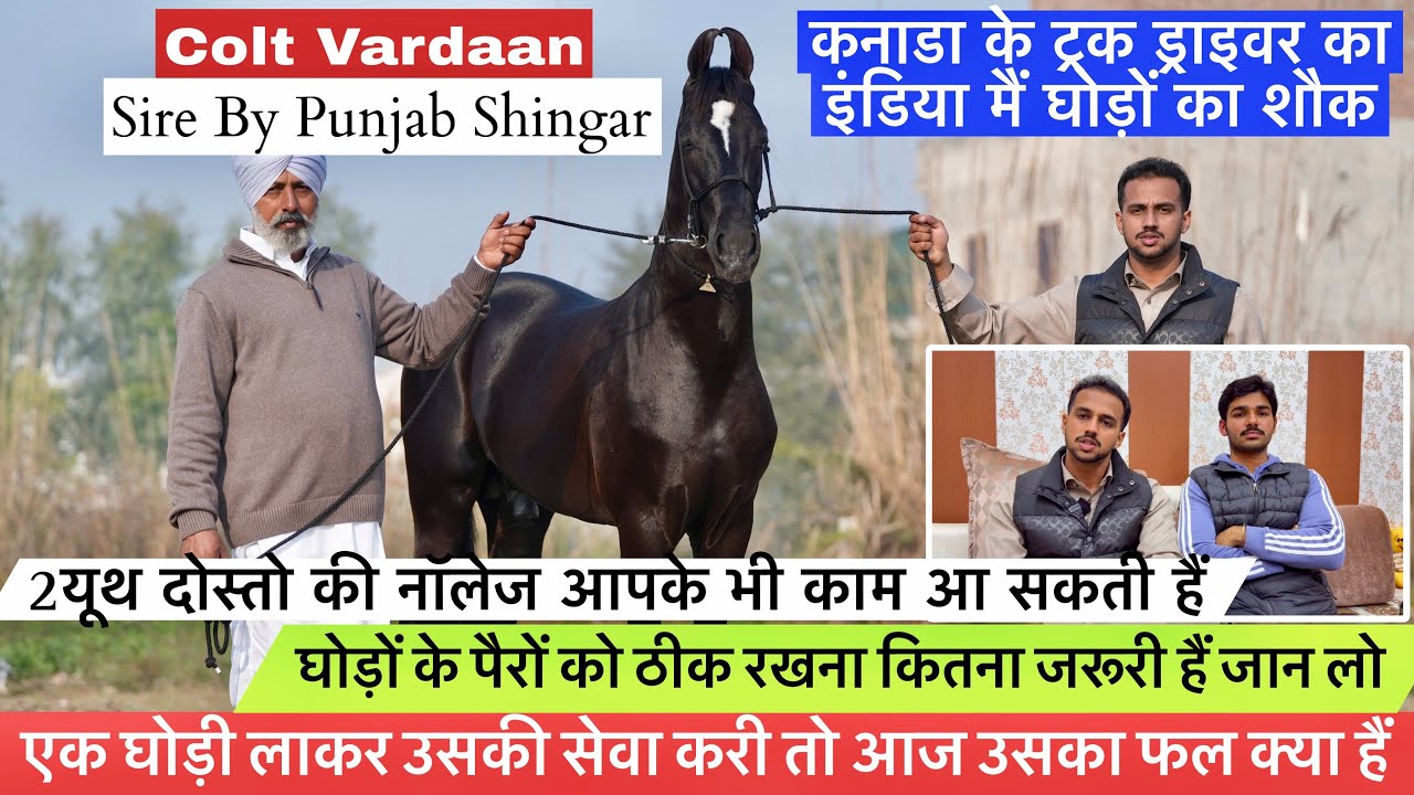 पंजाब सिगार घोड़े का टॉप क्लास रिजल्ट एक घोड़ी लाकर उसकी सेवा करी तो आज उसका फल क्या हैं !