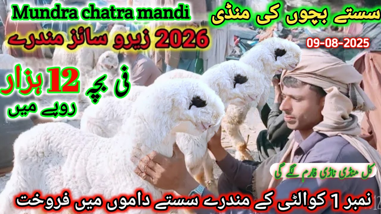 9 August 2025 سستے مندرے کی منڈی | badi mundra mandi pakistan 2026 ky bachy انتہائی مناسب ریٹ پر 