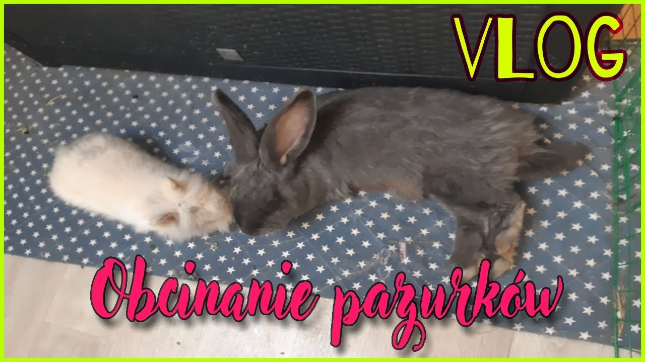 VLOG: Obcinam królikom pazurki 🐰 | Uszatkowe Rady | KRÓLIKI