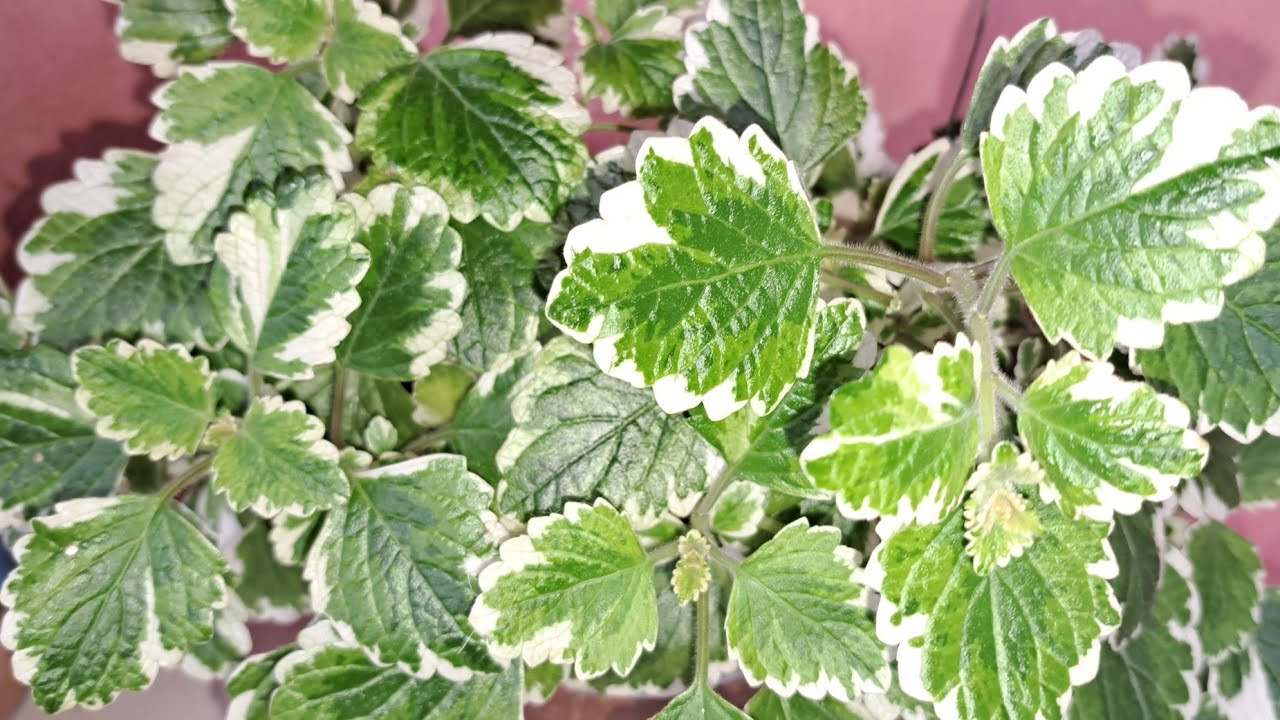 como fazer mudas e cultivar a planta vela .