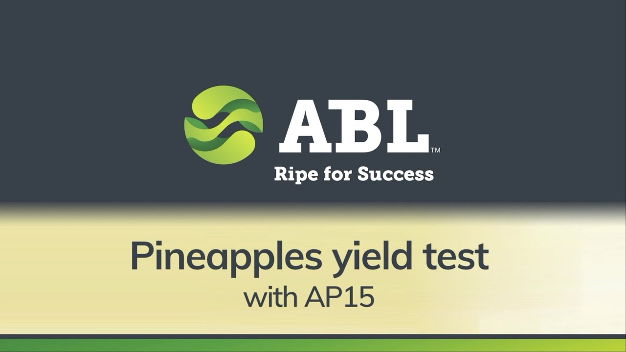 AP15 pineapple yield test 2020