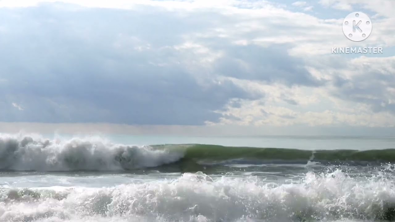 على غصن الهوى