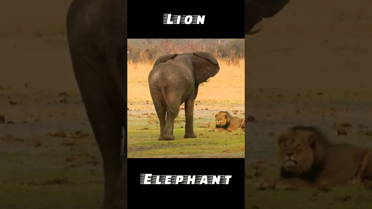 Lion vs Elephant