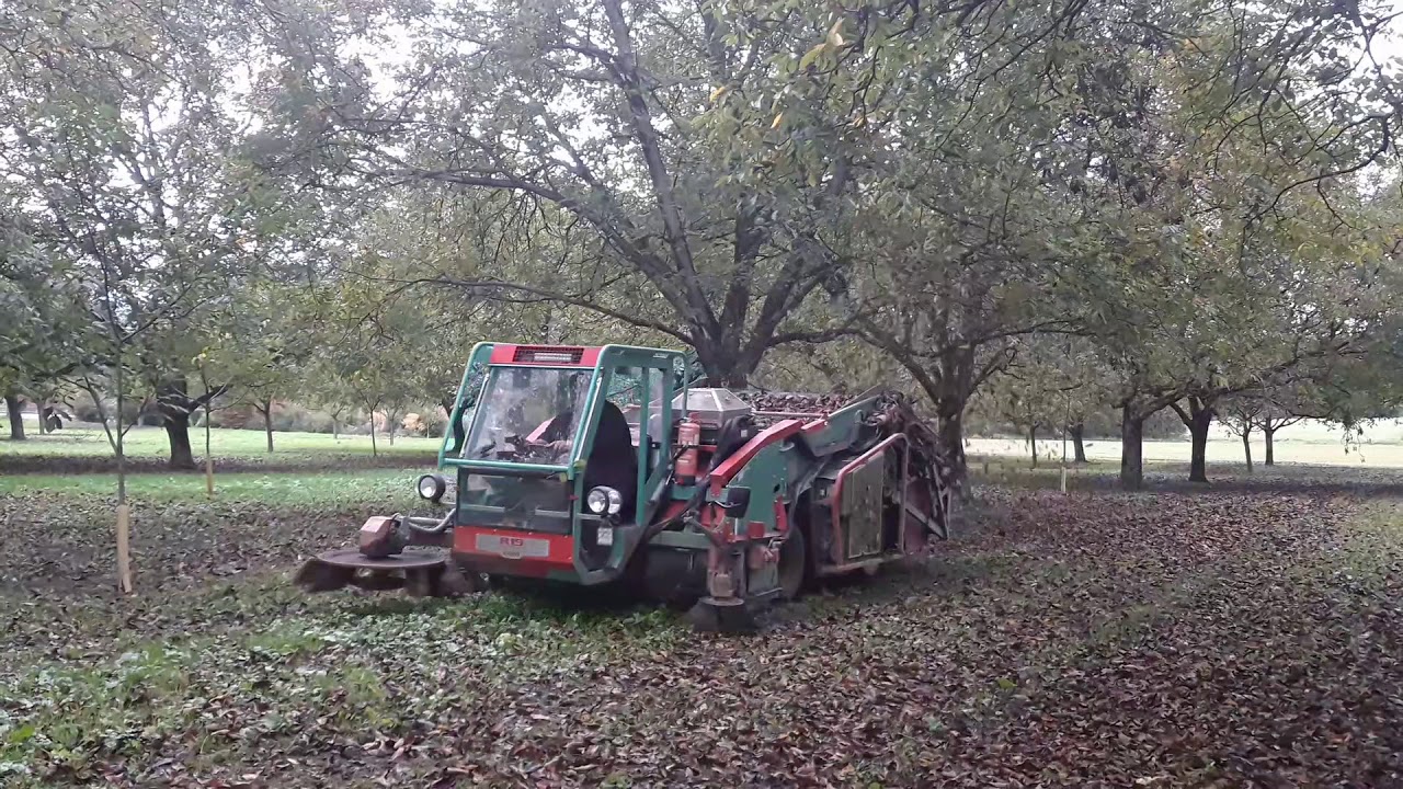 [SAVEZ-VOUS] comment sont ramass&eacute;es les noix ?