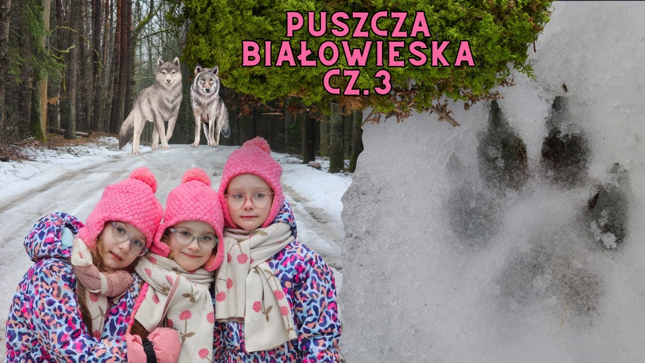 Poszłyśmy po śladach wilków 🐺 | Puszcza Białowieska cz.3