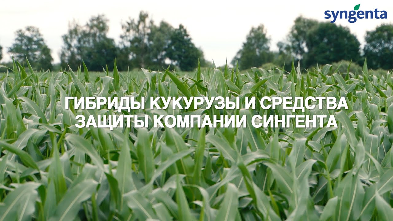 Гибриды кукурузы и средства защиты компании Сингента. Часть 1.