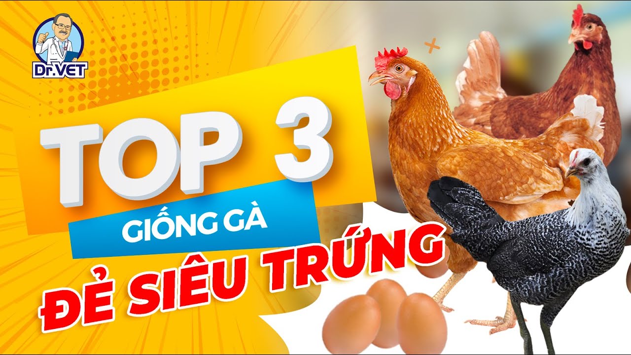 Top 3 giống Gà đẻ Siêu trứng cho năng suất cao nhất | Có thể bạn chưa biết | Dr.Vet