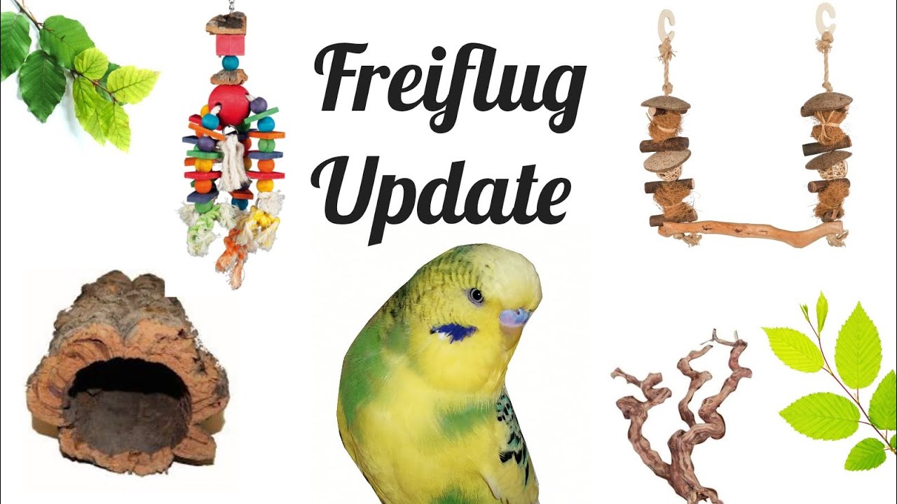Freiflug / Vogelzimmer Update