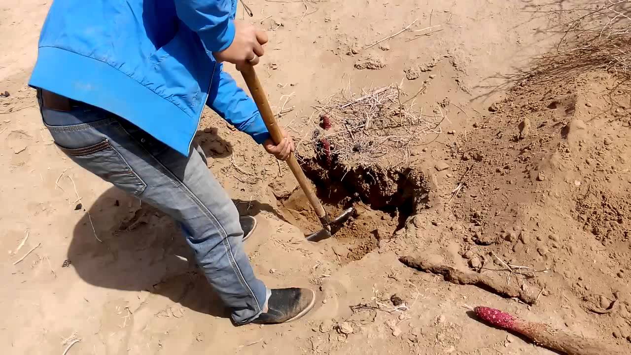 Excavate the Cynomorium songaricum Rupr in Badan Jilin Desert