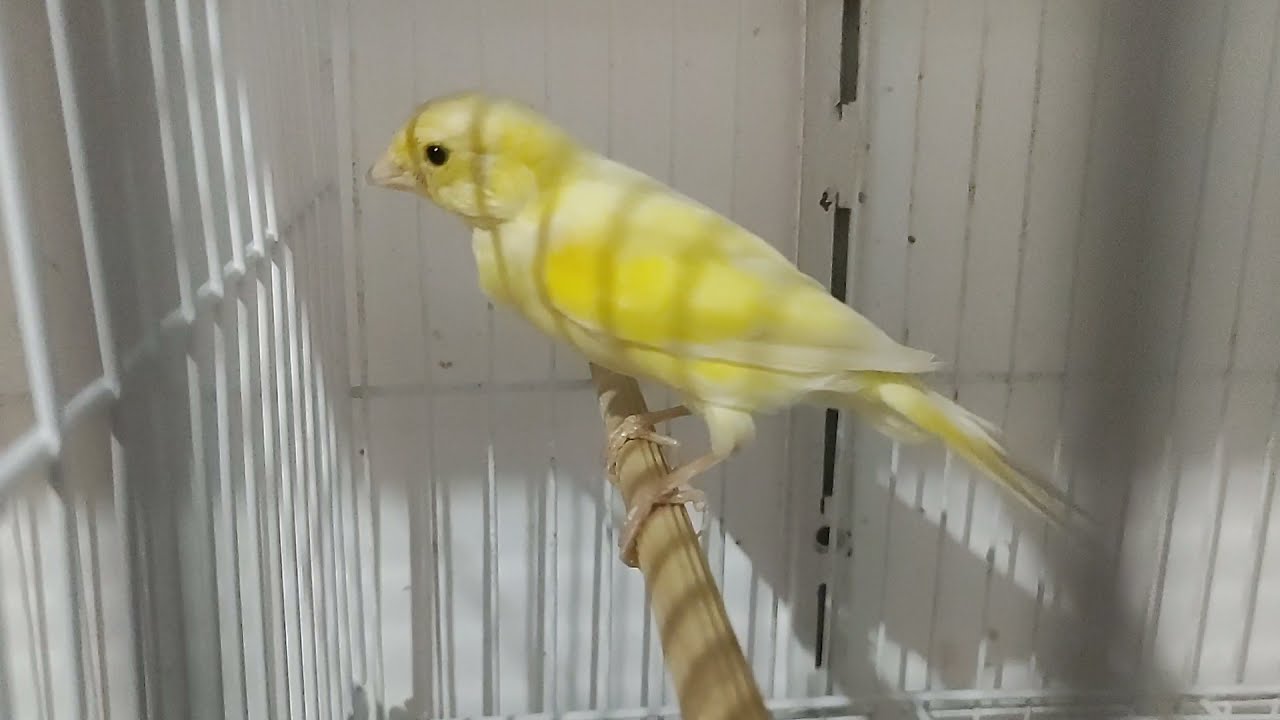Juntando o casal na hora certinha!
