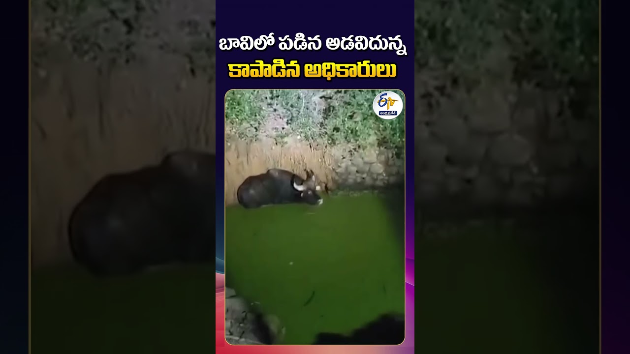 Wild Bison Rescued from Well Under Hanuman Project in Anakapalli District