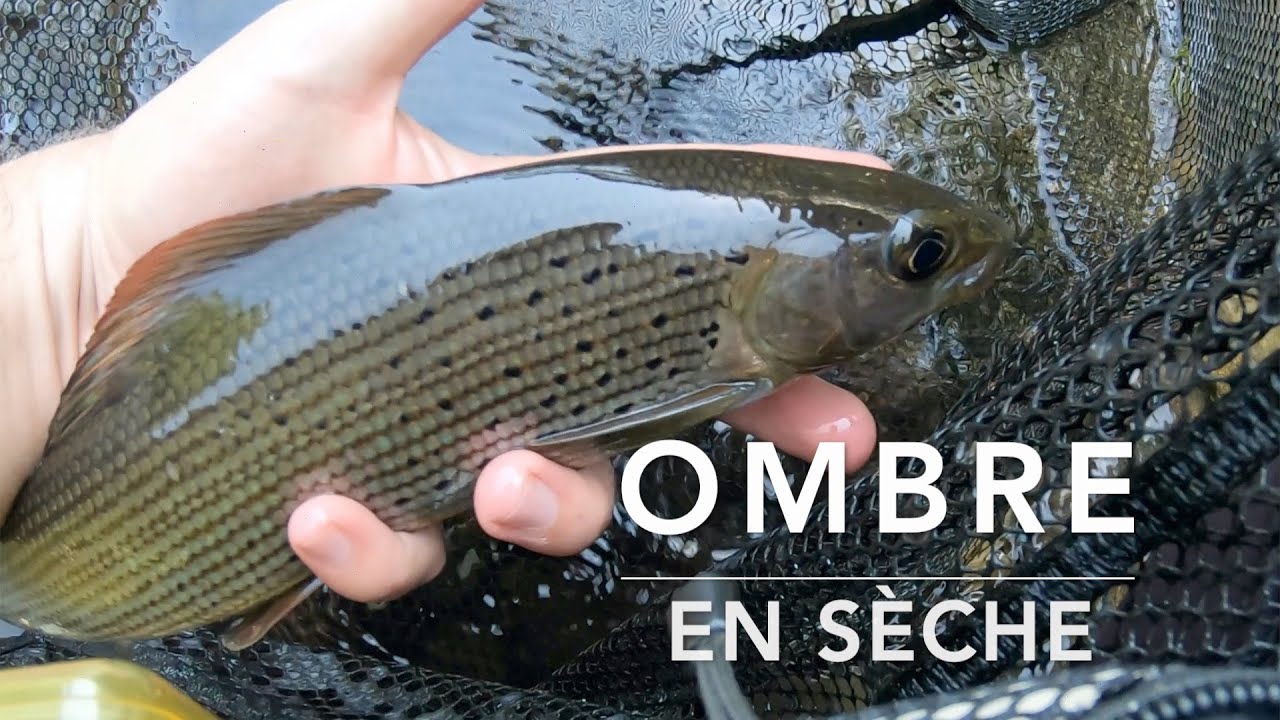 OMBRE commun et GROS POISSON SURPRISE - Pêche à la mouche