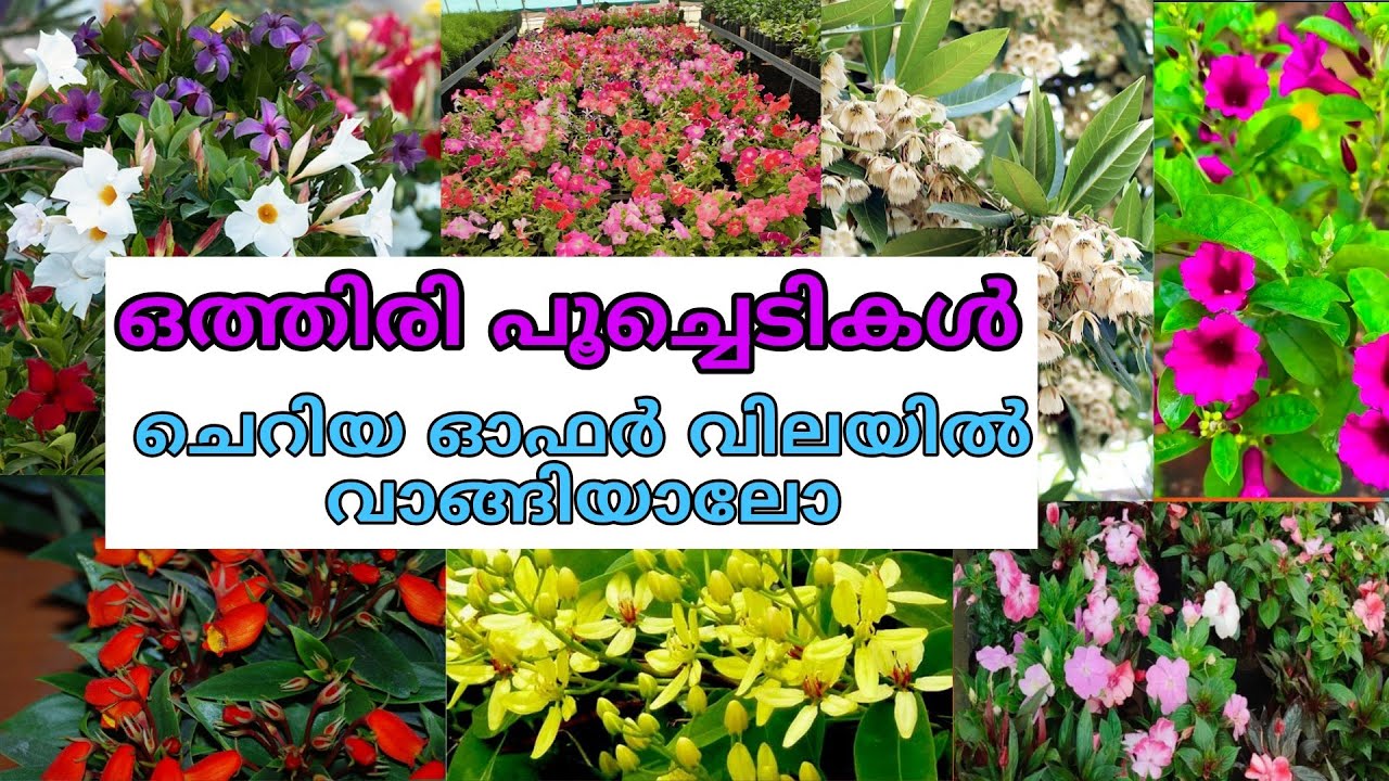 🌸🌺🔥കിടിലൻ ഓഫർ വിലയിൽ ഒരുപാട് ചെടികൾ വാങ്ങിയാലോ #reels #garden #gardening #plants 