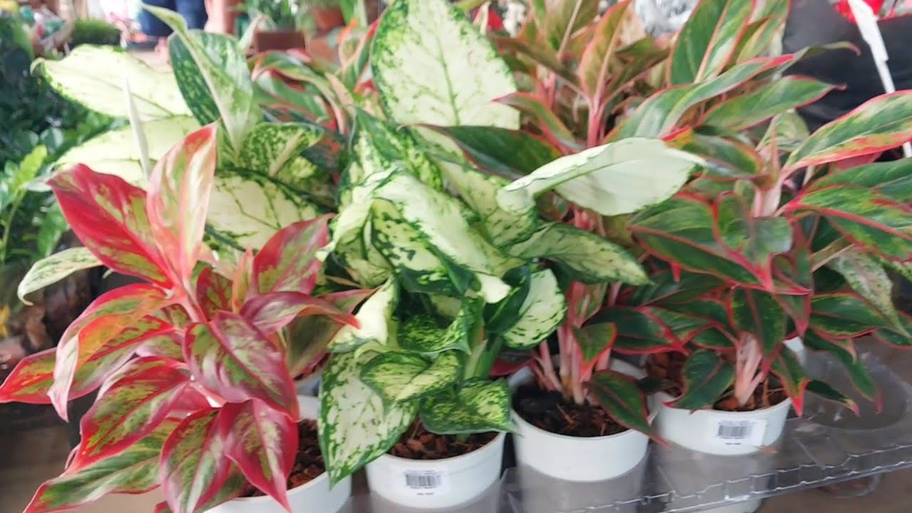 Passeio na  floricultura. Vamos ver as plantas 