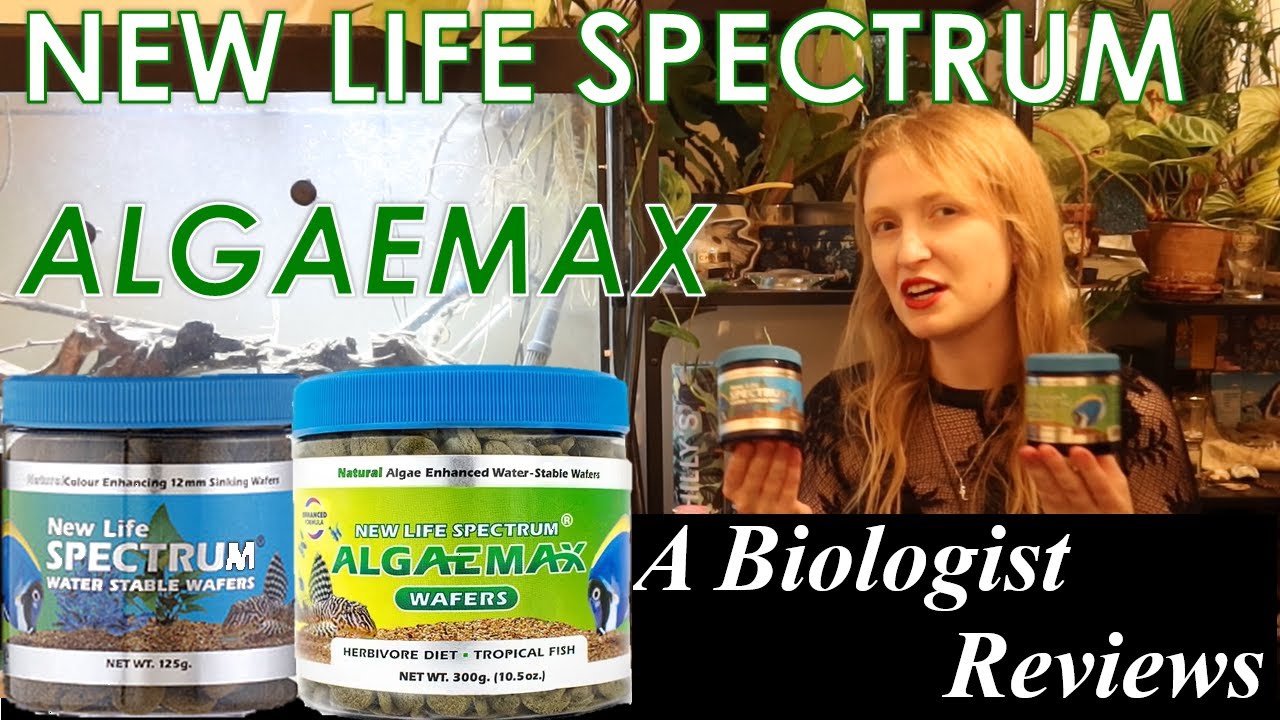 New Life Spectrum AlgaeMax: A fish biologist reviews aquarium diets. #Newlifespectrum