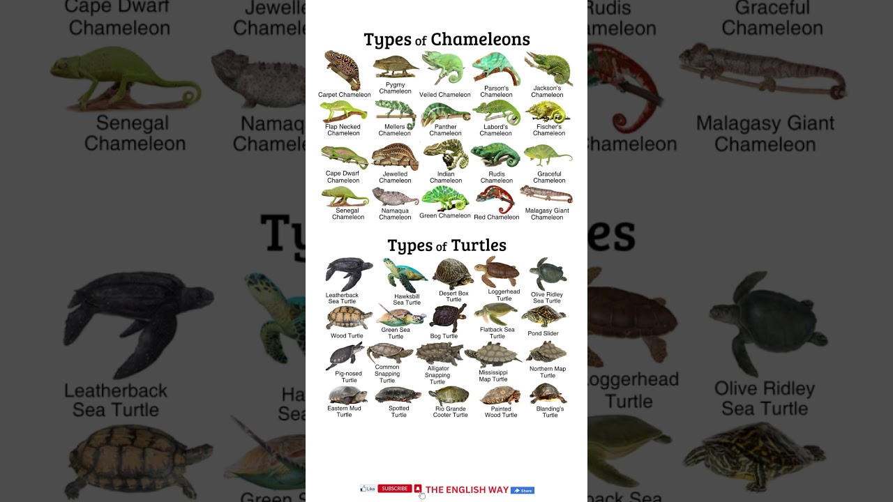 Types of turtles #shorts #viral #english