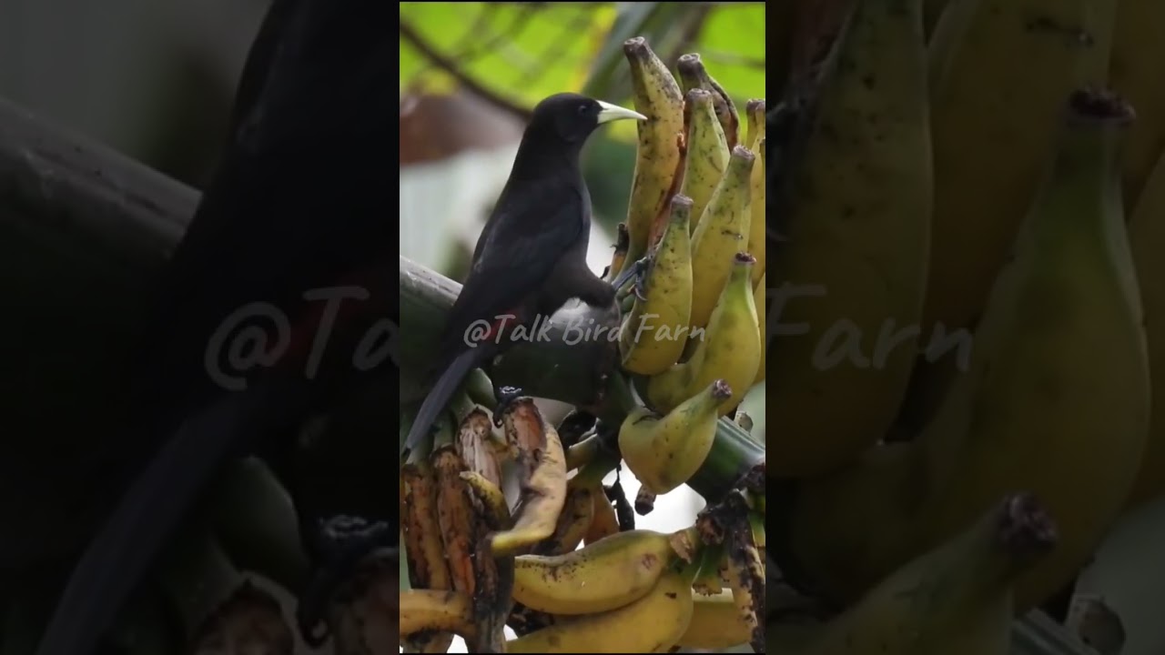 Cacique red-rumped / Guaxe / Cacicus haemorrhous #shorts #reels #video #animals #viral #birds #fyp