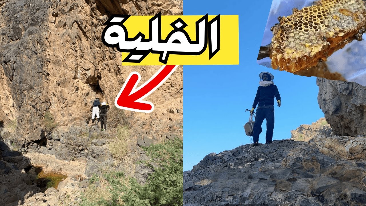 رحلة لخشب النحل الجبلي مع زعتور 🐝🍯