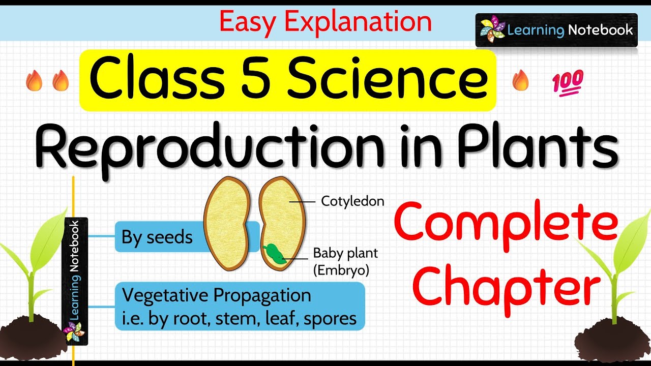 Reproduction in Plants (Complete Chapter)