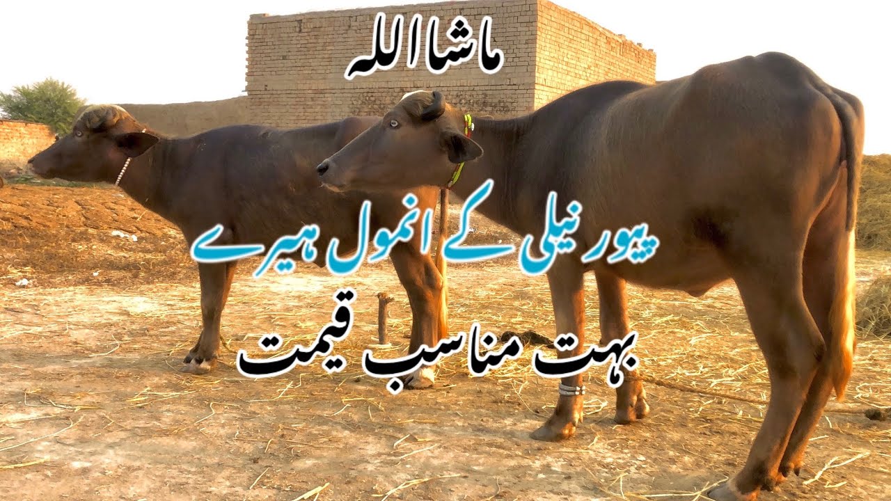 Watch pure nili buffalo for sale in Punjab Pakistan on YouTube 786animal tv 03065506509#viralvideo 