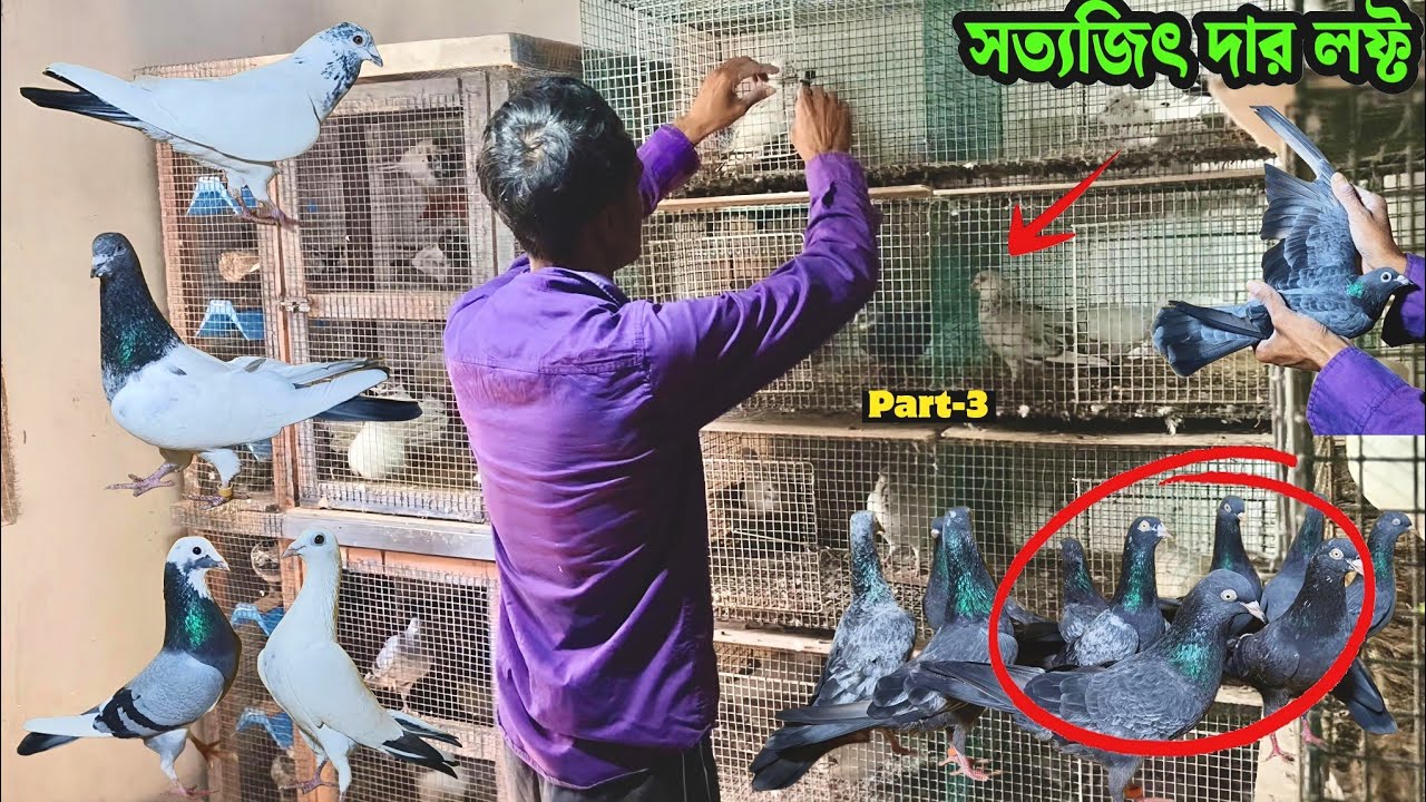 সত্যজিৎ দার লফ্ট পার্ট ২ | স্টার কালাঙ্কার•আপলুক আন্ধ্র ও অরিজিনাল সাহারানপুরি নাপ্তা 