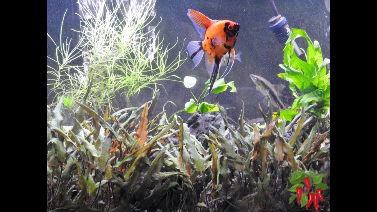 Why I Wet My Plants  in a 75 Gallon Planted Tank and You Should Too