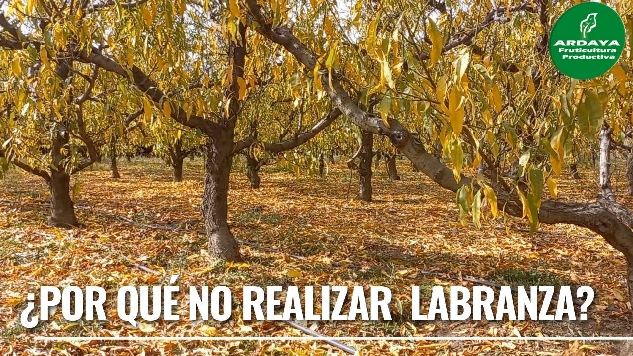 ¿Qué LABORES NO REALIZAR en periodo de DORMANCIA?