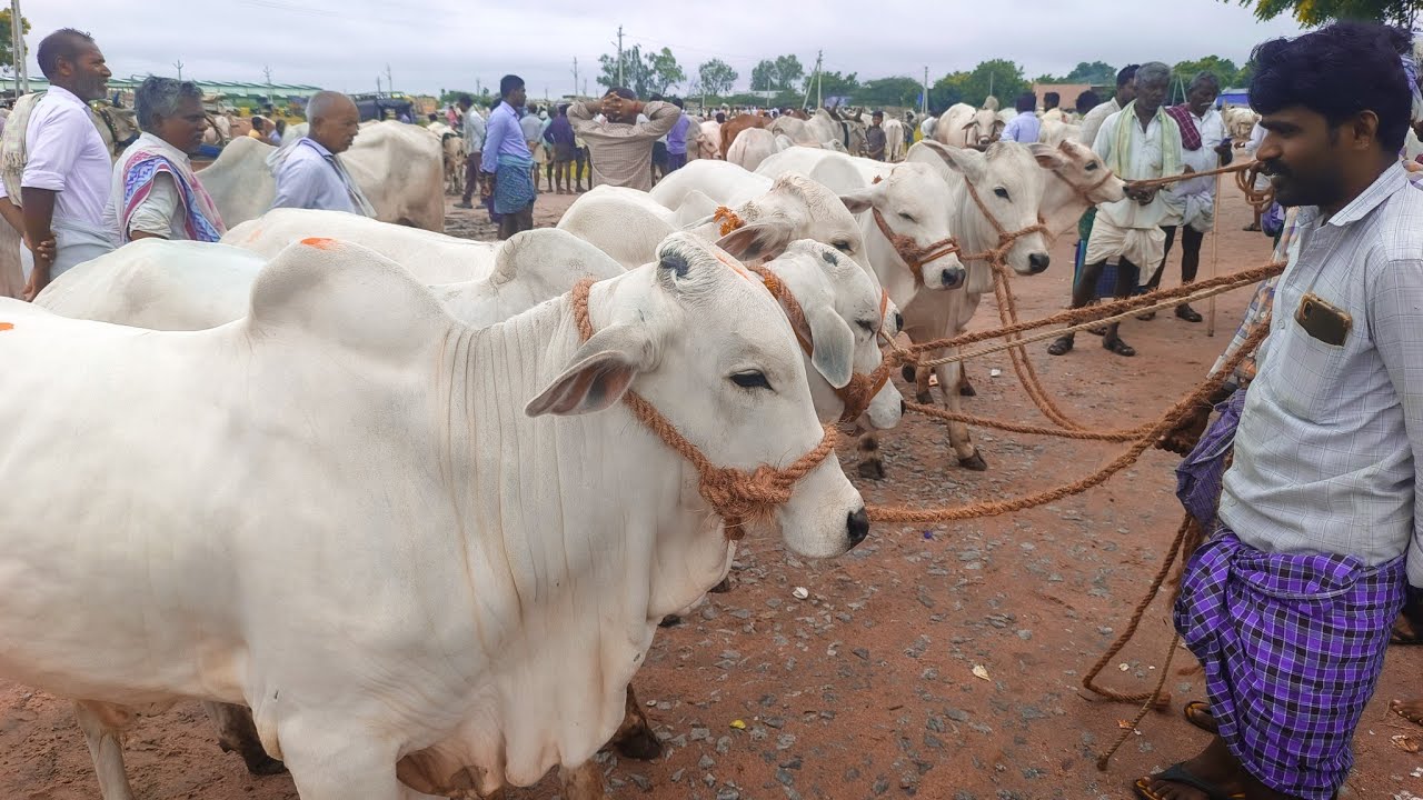 milk teeth bulls market in ieeja jogulamba gadwal dist telangana-ox video-cattle video-oxen video-🐂🐂