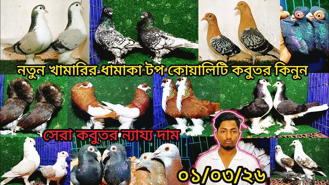 নতুন খামারির টপ কোয়ালিটি ফেন্সি কবুতর কিনুন | pigeon video | কবুতর | fancy pigeon |
