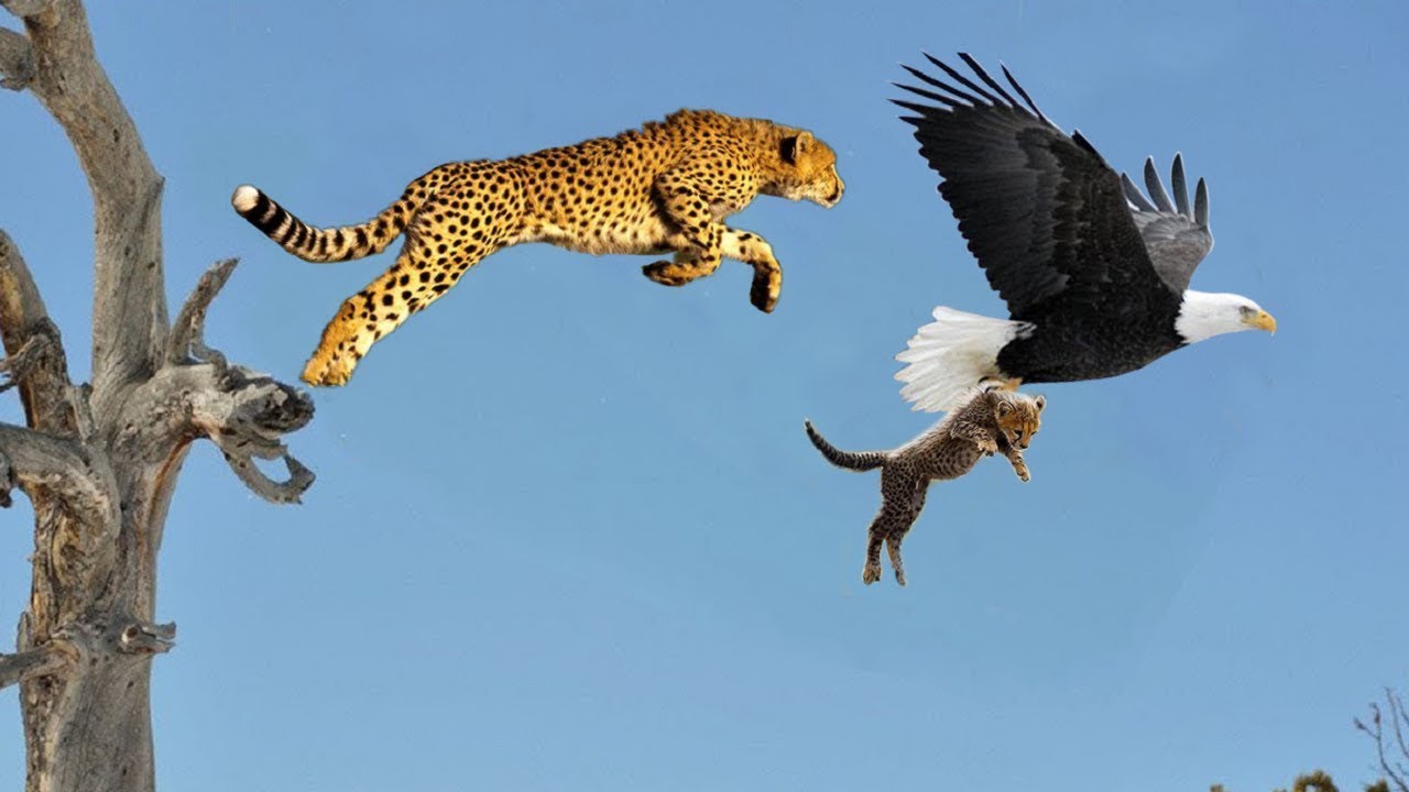 Mother Leopard Save Her Baby Fail and Hunt Eagle To Revenge | 1002 Animals