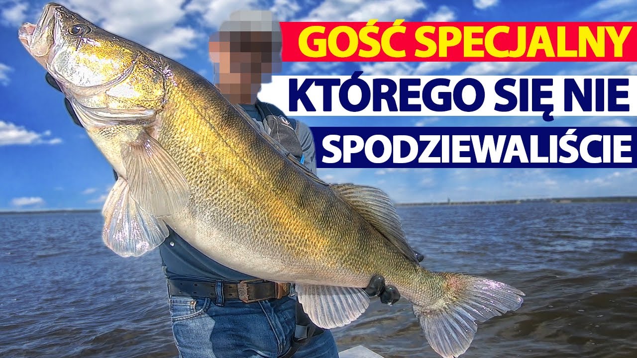 Niechętne sandacze - pstryknięcia to amatorka