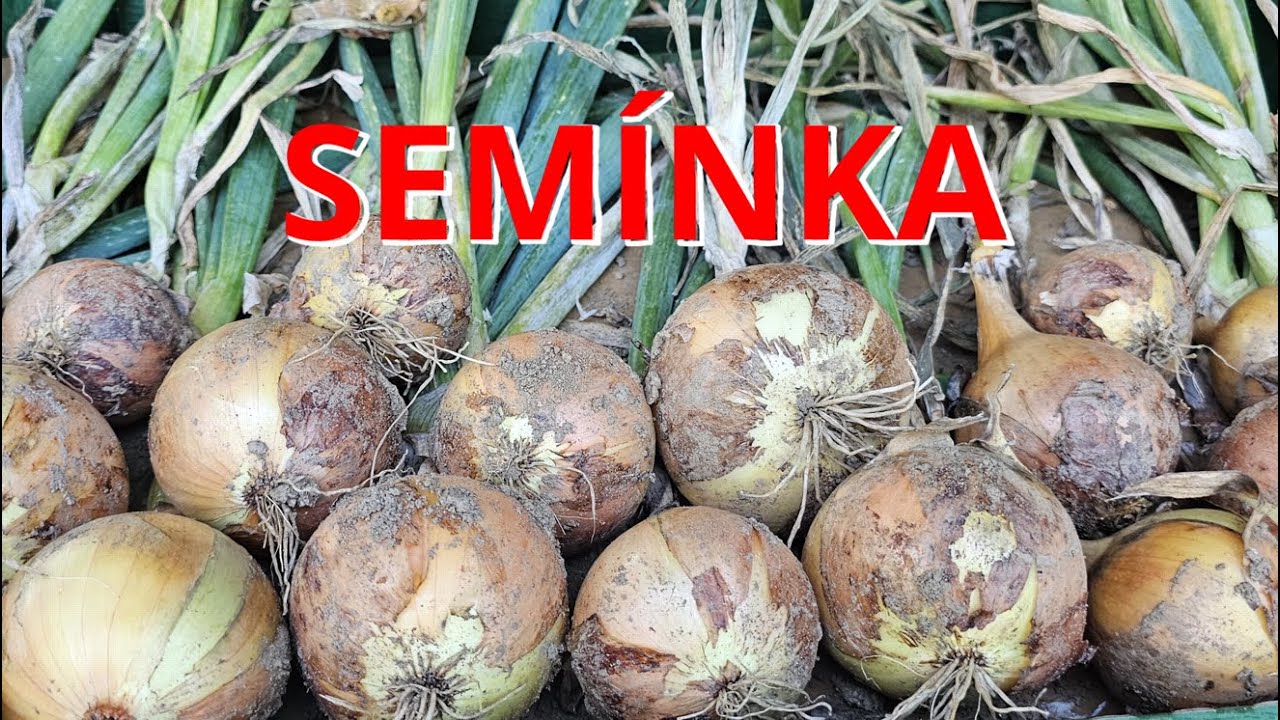 JAK ZÍSKAT VLASTNÍ SEMÍNKA CIBULE 🧅 Semenaření KROK ZA KROKEM! 🌱