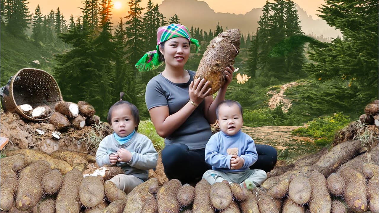 The Harvest trip for Giant Mysterious Wild Tuber on a high mount by Ms.Duong's family | Village Life