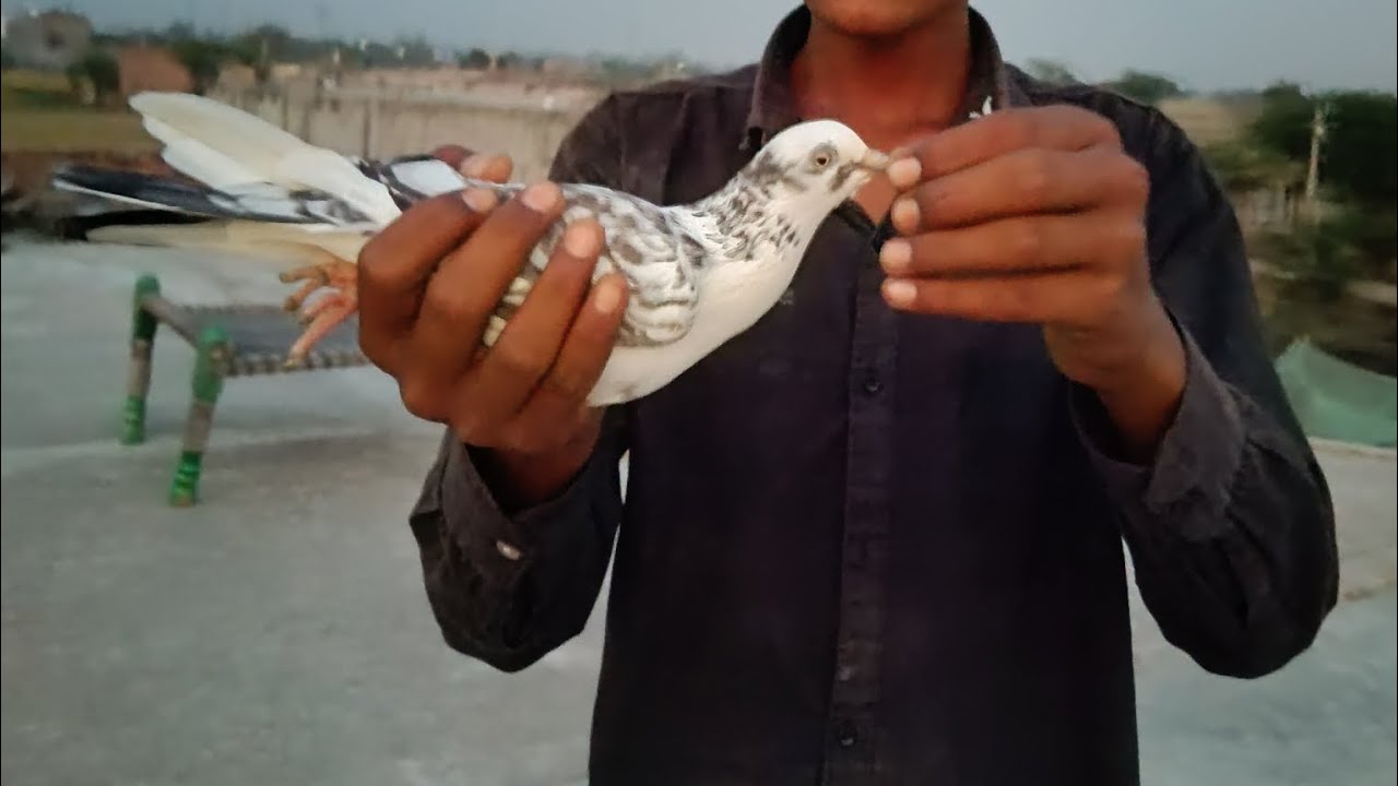 Aaj Kisi ka kabutar pakad liya 🕊️🕊️🕊️