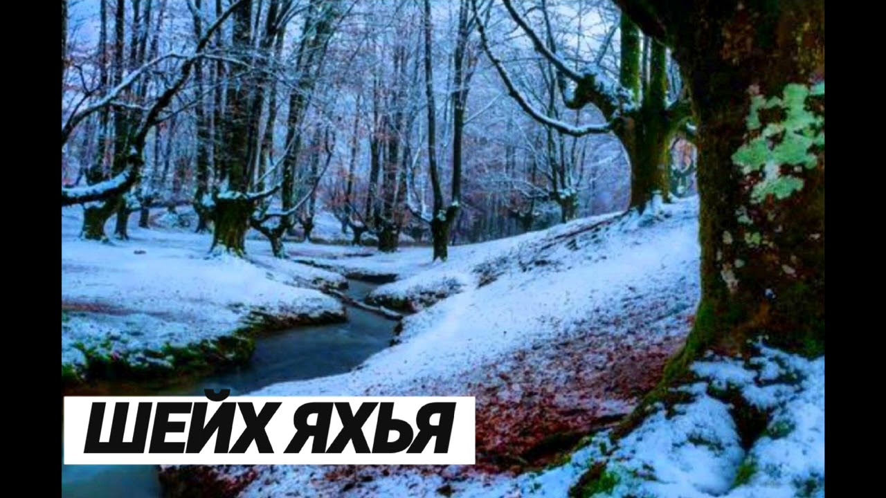 Шейх Яхья | Дага догӏу суна Шело собар вовшех къинхетам а, Тӏамлойн майралла ши доттагӀ кхалхар.
