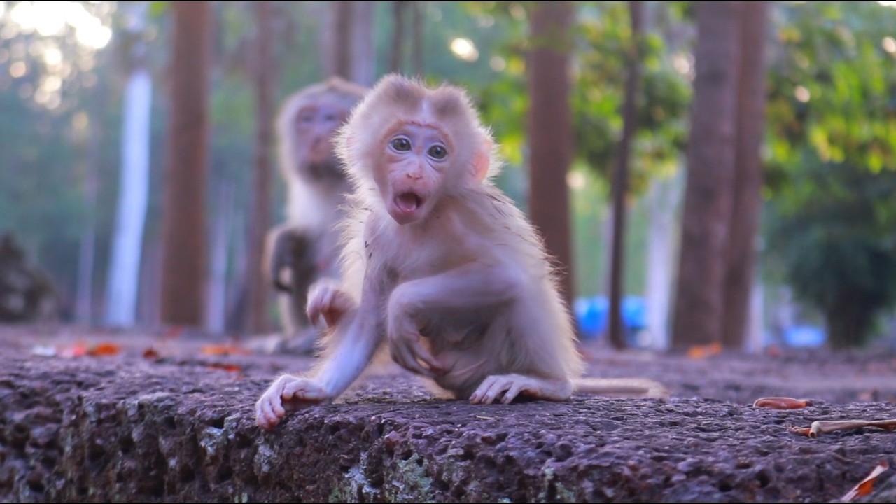 Amazing How Gorgeous Baby Boris Joyful Playing