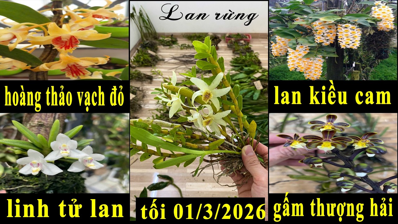 Lan rừng tối 01/3/2026(ship30k)Vạch đỏ, linh tử lan, kiều, gấm, hương vani, chim non I 070.611.5694