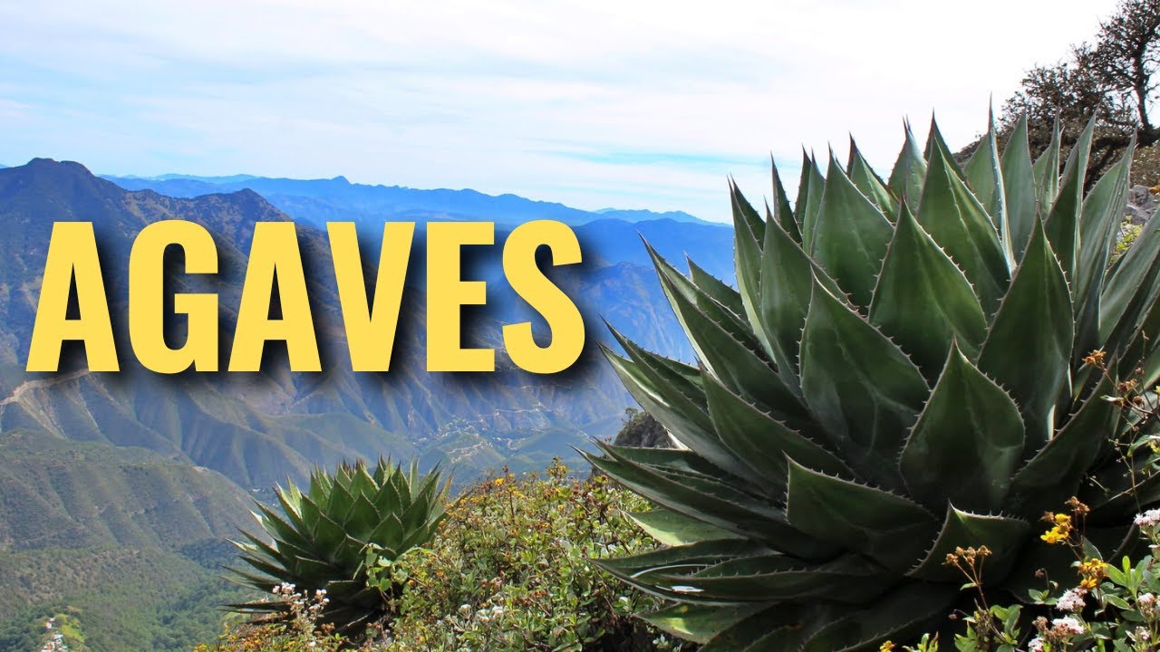 ✅️ COMO CUIDAR AGAVES  | GUIA DEFINITIVA
