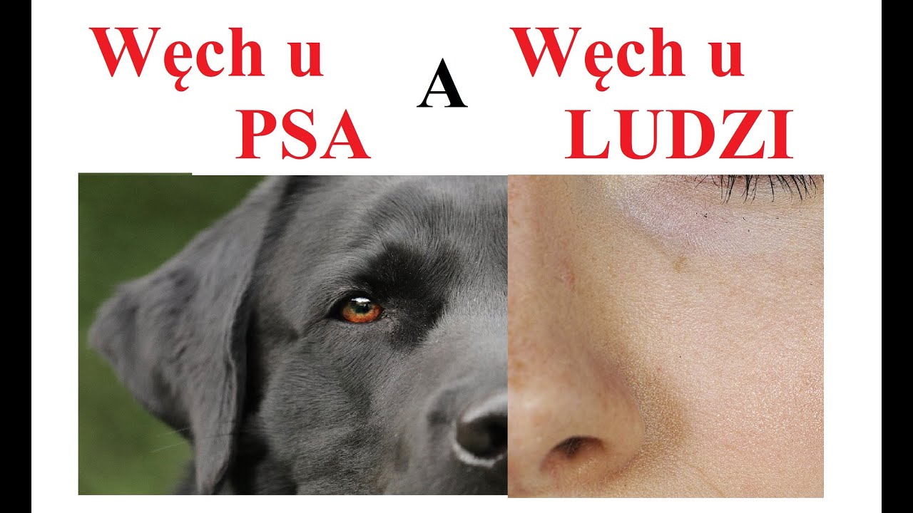 Węch u PSA a Węch u LUDZI - POR&Oacute;WNANIE