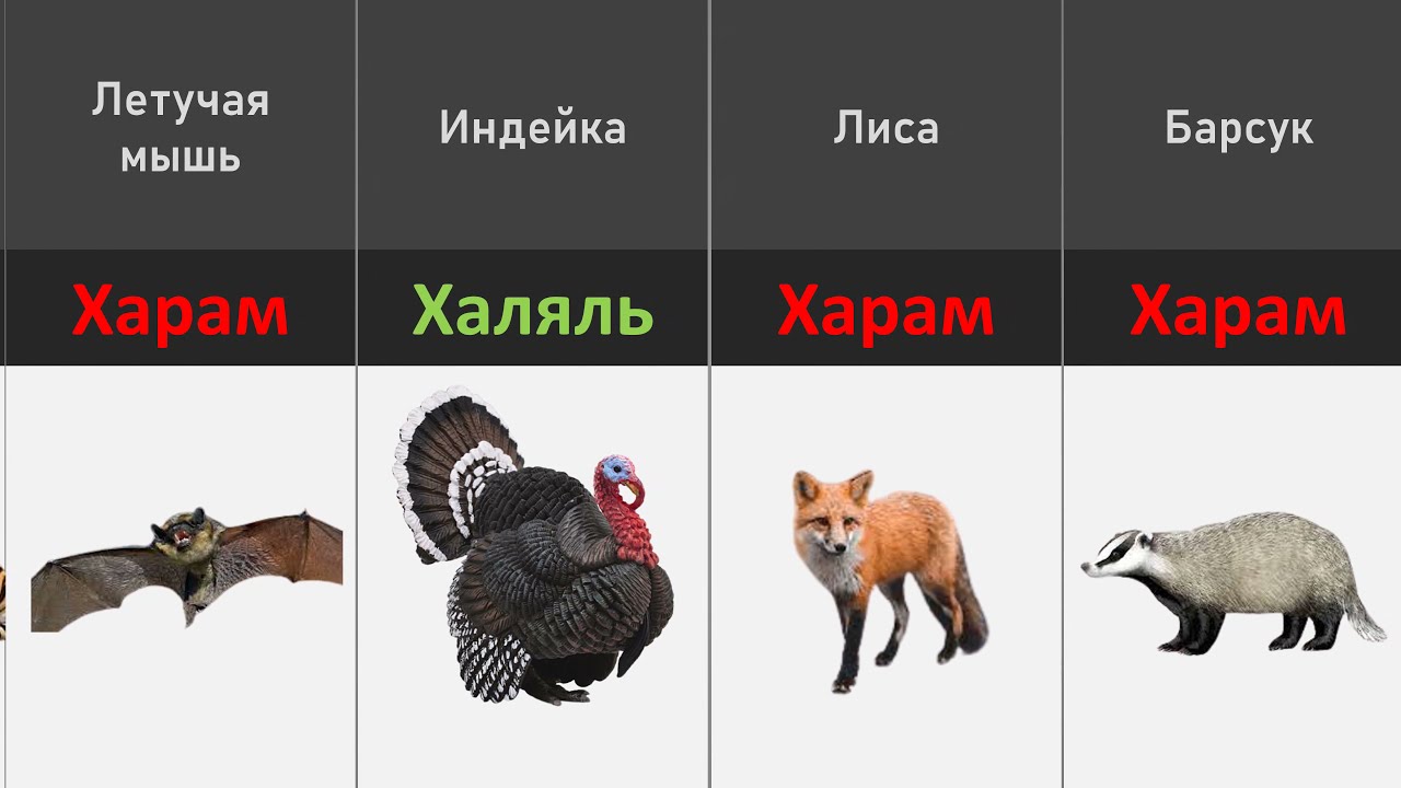 Халяль И Харам Мясо В Исламе | Мыслитель