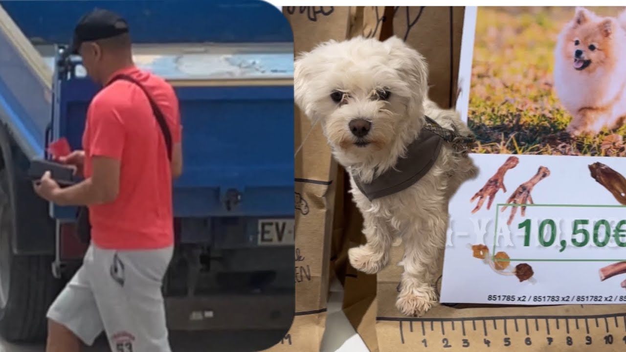 ಹಗಲಲ್ಲೇ ಕಣ್ಮುಂದೆ ಕಳ್ಳತನ😳😱।।Dog’s Treats ಹೀಗೂ ಇರುತ್ತಾ🤮🐽।।Desi-ya-Videshi ಕನ್ನಡvlog [4k]
